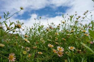 schöne frische Kamille im Gras foto