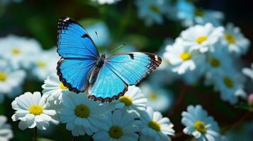 schließen oben hohe Auflösung Bild von Blau Morpho auf Weiß Gänseblümchen Blume. generativ ai foto
