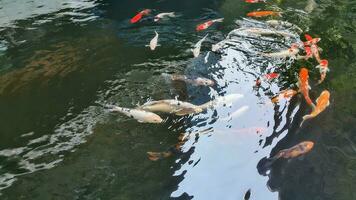 schließen oben Aussicht von Koi Fisch im das Teich foto