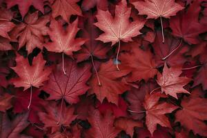 Wein rot Herbst Blätter Textur, fallen Natur Hintergrund, ai generativ foto