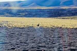 Landschaften auf das Weg zu das altiplanisch Lagunen im das Atacama Wüste - - san pedro de Atacama - - Chile foto