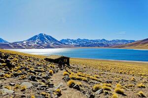 miscanti altiplanisch Lagune im das Atacama Wüste - - san pedro de Atacama. foto