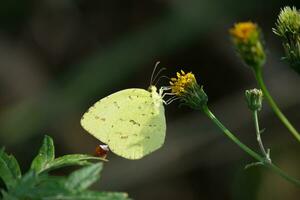 ein Gelb Schmetterling auf ein Blume foto