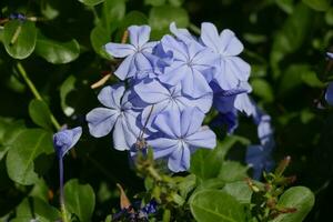 schön Blumen wachsend im Natur foto