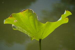 Lotus Pflanzen beim das Ende von das Jahreszeit foto