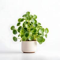 Pilea Peperomioides im Topf ai generativ foto