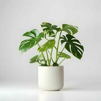 Monstera Pflanze im ein Topf auf Weiß Hintergrund ai generativ Bild foto