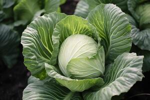 Kohl wachsend im ein städtisch Garten. Kohl Blätter und Kopf schließen hoch. generativ ai foto