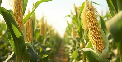 Nahansicht Mais Kolben im Mais Plantage Feld. generativ ai foto