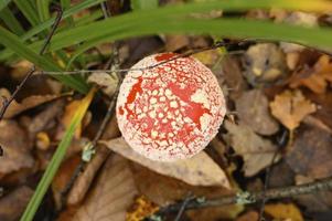 Herbstpilz Fliegenpilz Amanita Muscaria Alternativmedizin foto