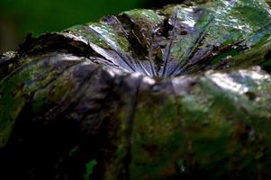 das welke blatt der lotuspflanze im schatten foto