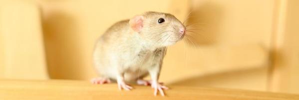 Haustier Ratte Maus foto