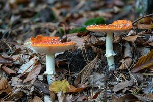 zwei Fliegenpilze auf dem Waldboden mit herbstlichem Laub foto