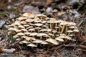 schließen oben von ein Gruppe von verlassen Schwefel Pilze zwischen Herbst Blätter foto