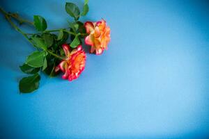 rot schön Blühen Rose auf Blau Hintergrund foto