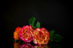 Blumen von schön Blühen rot Rose auf schwarz Hintergrund. foto