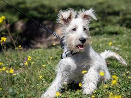 Schnauzerwelpe in Weiß, der die gelben Blüten genau betrachtet foto