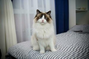 jung schön reinrassig Ragdoll Katze beim Zuhause foto