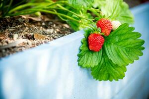 reif rot Erdbeeren wachsen auf ein hölzern Garten Bett foto