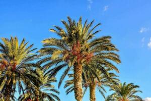 Palmen gegen einen blauen Himmel foto