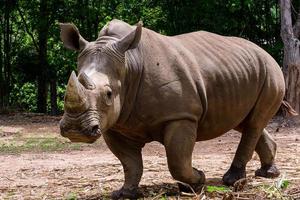 Nashorn ist ein großes Säugetier foto