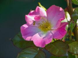 Blumen im Garten foto