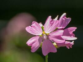 Sommerzeit im Garten foto