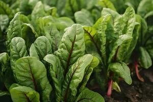 Mangold wachsend im ein städtisch Garten. Garten Zuckerrüben und Salat Blätter schließen hoch. generativ ai foto