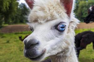 lustiges weißes Alpaka mit leuchtend blauen Augen foto