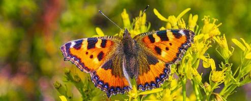 orange Schmetterling kleiner Fuchs Schildpatt Aglais urticae gelbe Blüten foto