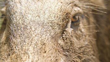 Gesicht und Haut eines Wildschweins hautnah foto