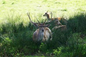 das moor von ruebke naturschutzgebiet foto