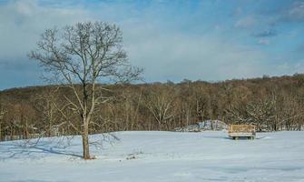 Baum im schneebedeckten Feld mit Wagen foto