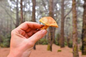 ein Person halten ein klein Orange Pilz im das Wald foto