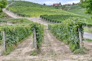 Weinberge in der hügeligen Region Langhe, Piemont, Norditalien
