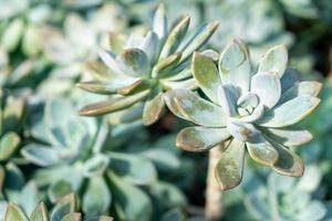 Crassulaceae oder Kalanchoe blossfeldiana poellnitz foto