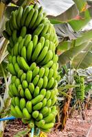 ein Bündel von Grün Bananen hängend von ein Baum foto