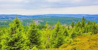Wald tote Tannen am Brocken Berggipfel Harz Deutschland foto