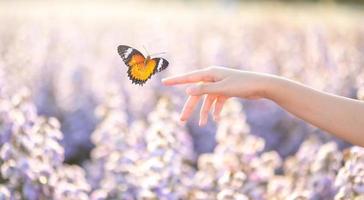 Das Mädchen befreit den Schmetterling aus dem Glas, goldenes blaues Momentkonzept foto