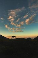 Silhouette eines Pferdes im Hochgebirge foto