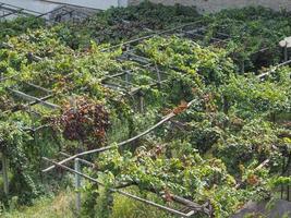 Weinberg, Weinrebenplantage im Aostatal, Italien foto