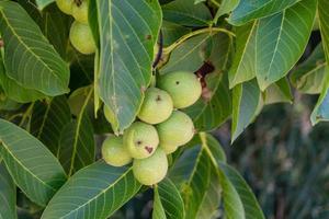 frische Walnuss wird geknackt foto