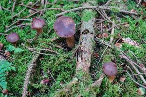 Pilze auf dem Boden eines Waldes foto