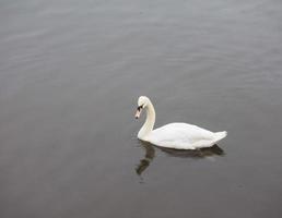 Weißer Schwan aka Cygnus in einem Teich foto