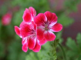 Geranienpflanze Geraniales rosa Blume foto