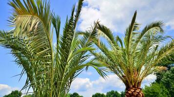 Palmen Baum mit Grün Geäst gegen wolkenlos Blau Himmel. Kokosnuss Baum, Sommer- Palme Blätter. foto