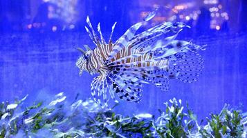 Clownfisch, Amphiprioninae, im Aquarium Panzer mit Riff wie Hintergrund. foto