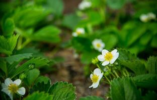 Erdbeeren blühen im das Garten, Blühen Erdbeeren im das Garten. foto