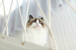 schön jung Weiß reinrassig Ragdoll Katze mit Blau Augen. foto