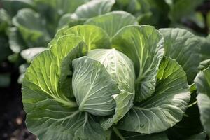 Kohl wachsend im ein städtisch Garten. Kohl Blätter und Kopf schließen hoch. generativ ai foto